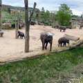 Zoo 0520217